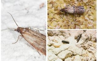 Tại sao và phải làm gì, nếu nốt ruồi bắt đầu trong ngũ cốc