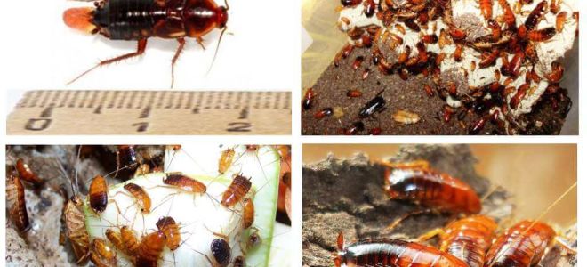 Funkcje hodowli karaluchów turkmeńskich
