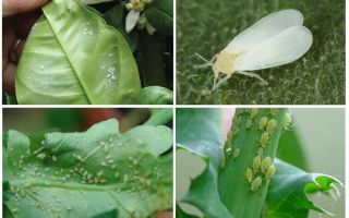 Škůdci pokojových rostlin: fotografie a opatření proti nim