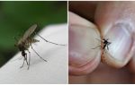 Kako se razmnožavati i koliko komaraca živi