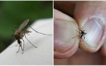 Cara membiak dan berapa nyamuk hidup