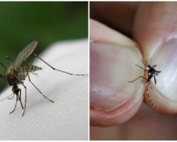 Jak hodować i ile komarów żyje