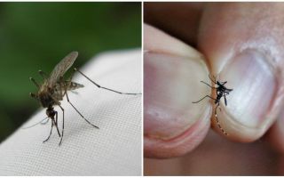 Como se reproduzir e quantos mosquitos vivem