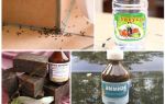Borba protiv mrava u kući ili stanu