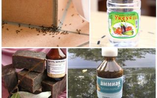 Καταπολέμηση μυρμηγκιών σε σπίτι ή διαμέρισμα