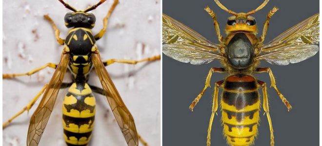 Qual é a diferença entre a vespa e a vespa