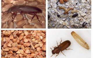 Blackflies em cereais, farinha, macarrão e como se livrar deles