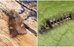 Beskrivelse og billede af sommerfugle og larver scoops hvordan man kæmper