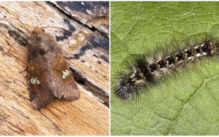 Beskrivelse og billede af sommerfugle og larver scoops hvordan man kæmper