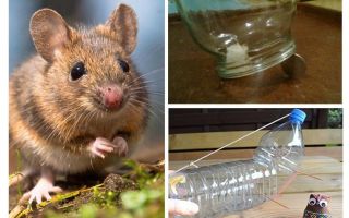 Comment attraper une souris dans une maison sans piège à souris