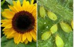 Hvordan man skal håndtere bladlus på solsikke