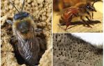 Hvordan fjerne jordbier fra nettstedet
