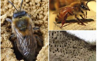Làm thế nào để loại bỏ ong trái đất khỏi trang web