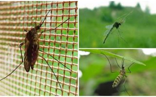 Jak wysoko latają komary i muchy