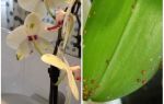 Hvordan håndtere skjoldet på orkideer