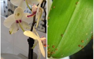Como lidar com o escudo das orquídeas