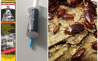 Μέσα Dohloks από κατσαρίδες