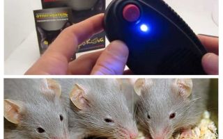 Odstraszające myszy i szczury Elektrokot