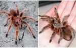 Beskrivning och bilder av tarantulas