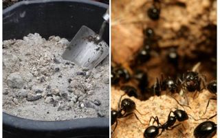Cendres des fourmis sur le site