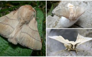Opis i zdjęcie motyla gąsienicy i jedwabnika