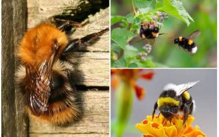 Làm thế nào để loại bỏ bumblebees từ nhà