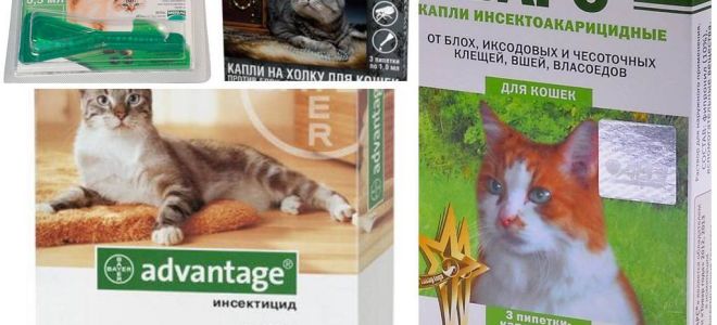 Kediler ve yavru kedi için pire gelen burun damlaları