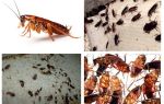 Hvor kakerlakker fra lejligheder forsvandt