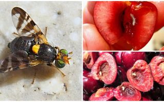 Jak radzić sobie z muchą wiśniową