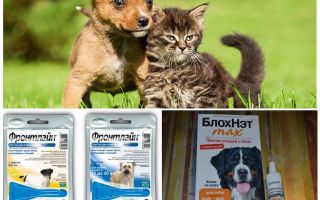 Kako i kako zaštititi psa od komaraca i crnih mačaka