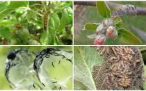 Hvordan slippe af med larver på et æbletræ