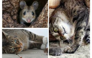 Spiser katter og katter mus?