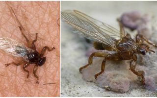 Czym jest mucha łosia niebezpieczna?