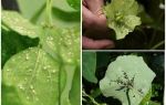 Hvordan bli kvitt bladlus på innendørs planter hjemme