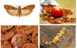 Τι πρέπει να κάνετε αν ξεκινήσει η μοσχαρίδα στα αποξηραμένα μήλα