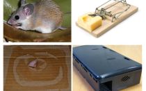 Hvordan fjerne mus fra et privat hus