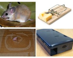Jak usunąć myszy z prywatnego domu