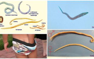 Pinworms और अन्य कीड़े से मतभेद Ascaris