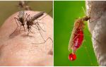 Hvor mange gange kan en myg bid
