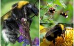 Beschrijving en foto's van de tuinhommel