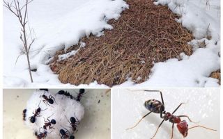 Hva gjør maur om vinteren