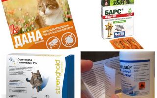 Najbolji lijekovi protiv buha za mačke