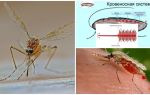 Interessante fakta om strukturen av mygg