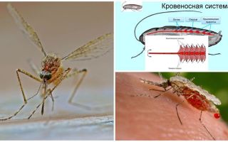 Ενδιαφέρουσα στοιχεία για τη δομή των κουνούπια