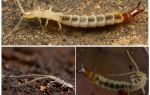 곤충 dvuvostok : 사진, 설명, 위험한 것보다