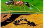 Koliko teži mrav