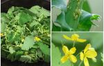 Celandine مقابل المن