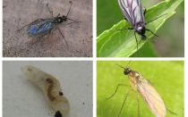 Πώς να απαλλαγείτε από μαύρες μύγες σε φυτά εσωτερικού χώρου και γλάστρες