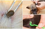 Hvordan fjerne et kryss fra en hund hjemme