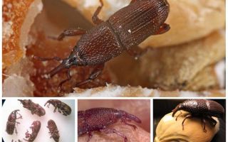 Ambar-Rüsselkäfer, wie man kämpft